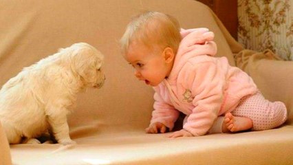 WHEN DOGS & BABIES COLLIDE