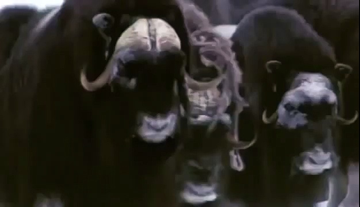 BIZARRE NATURE Strange Weird Events 34