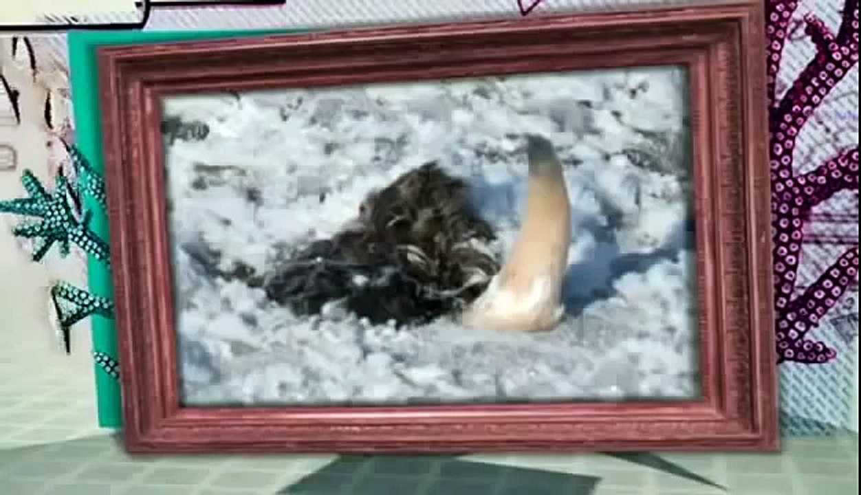 BIZARRE NATURE Strange Weird Events 35