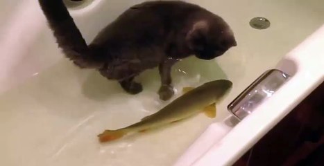 Cat and fish best friends