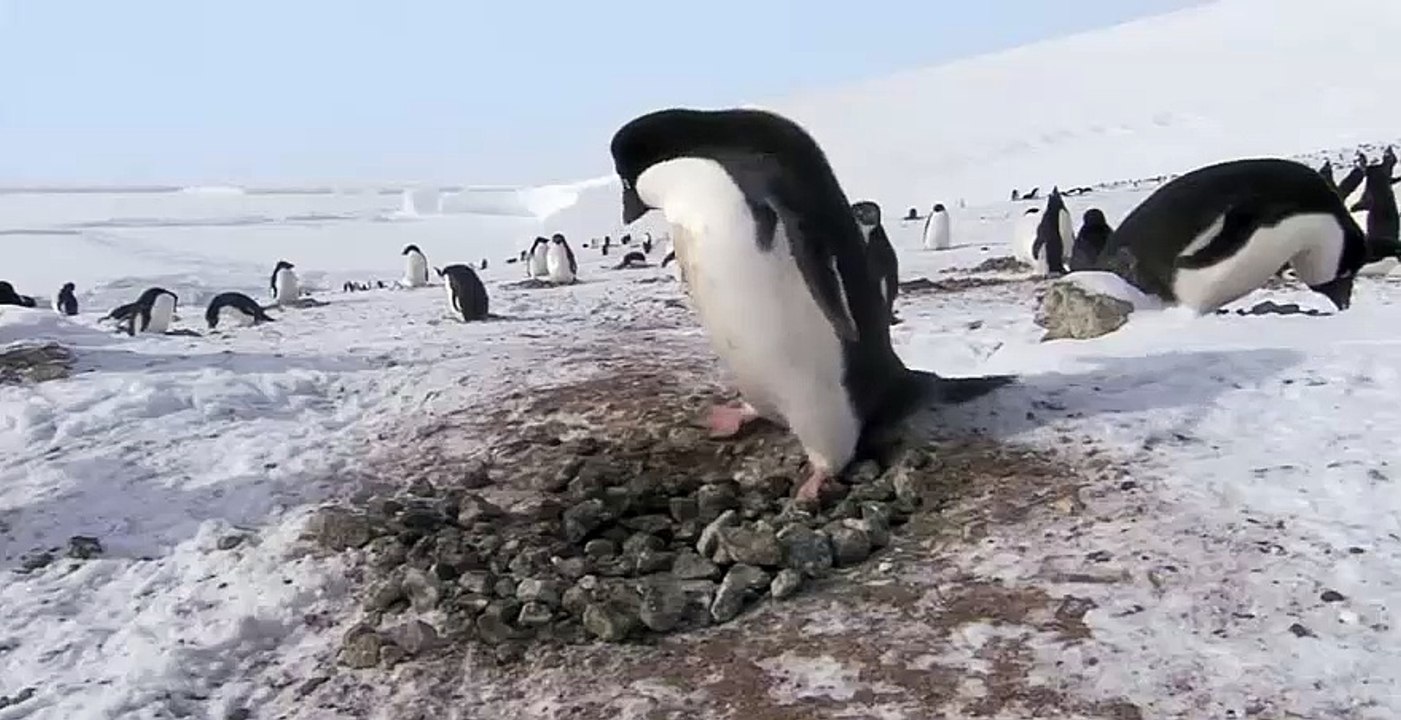Penguin is a criminal