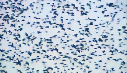 BIZARRE NATURE Strange Weird Events 45