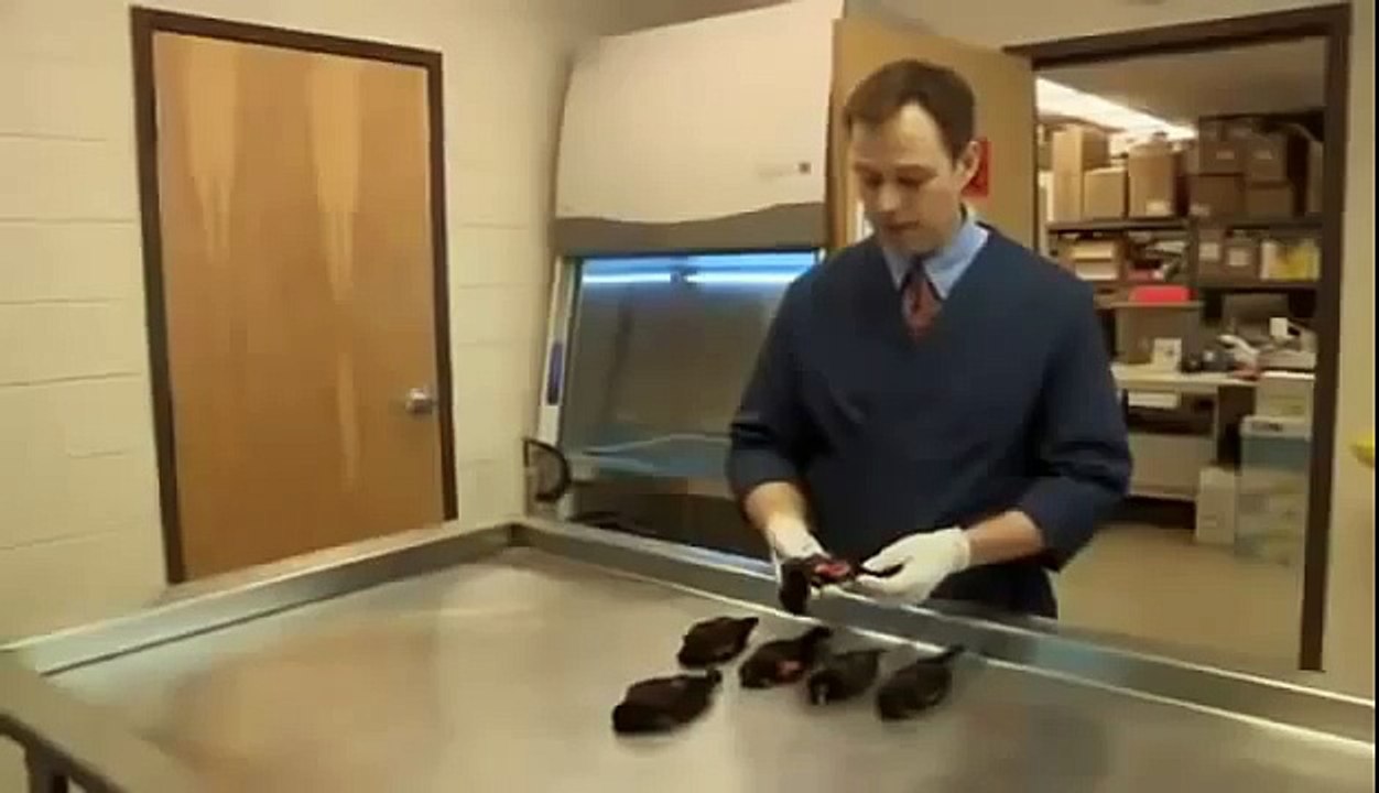 BIZARRE NATURE Strange Weird Events 48