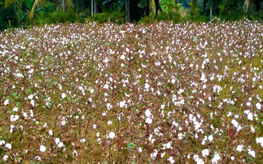 খাগড়াছড়িতে পাহাড়ের জুমে তুলা চাষ