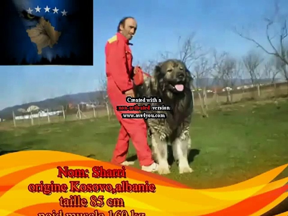 Sharri A MONSTER COME TO ALBANIA AND KOSOVO