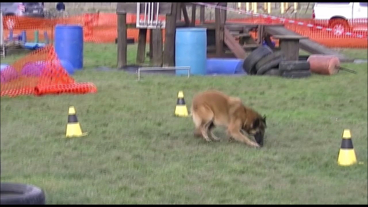 LA CKALIKSOU, élevage de B.B. Tervueren Nickel 17 mois Brevet d'obéissance