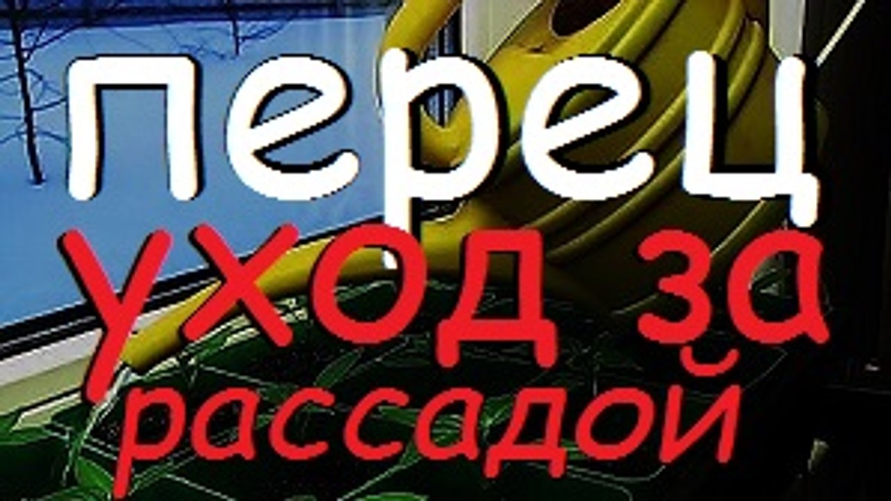 РАССАДА ПЕРЦА. УДОБРЕНИЕ И УХОД / Дача / Сад / Огород / Рассада / March 2016 /  Cottage / Garden / Gardening