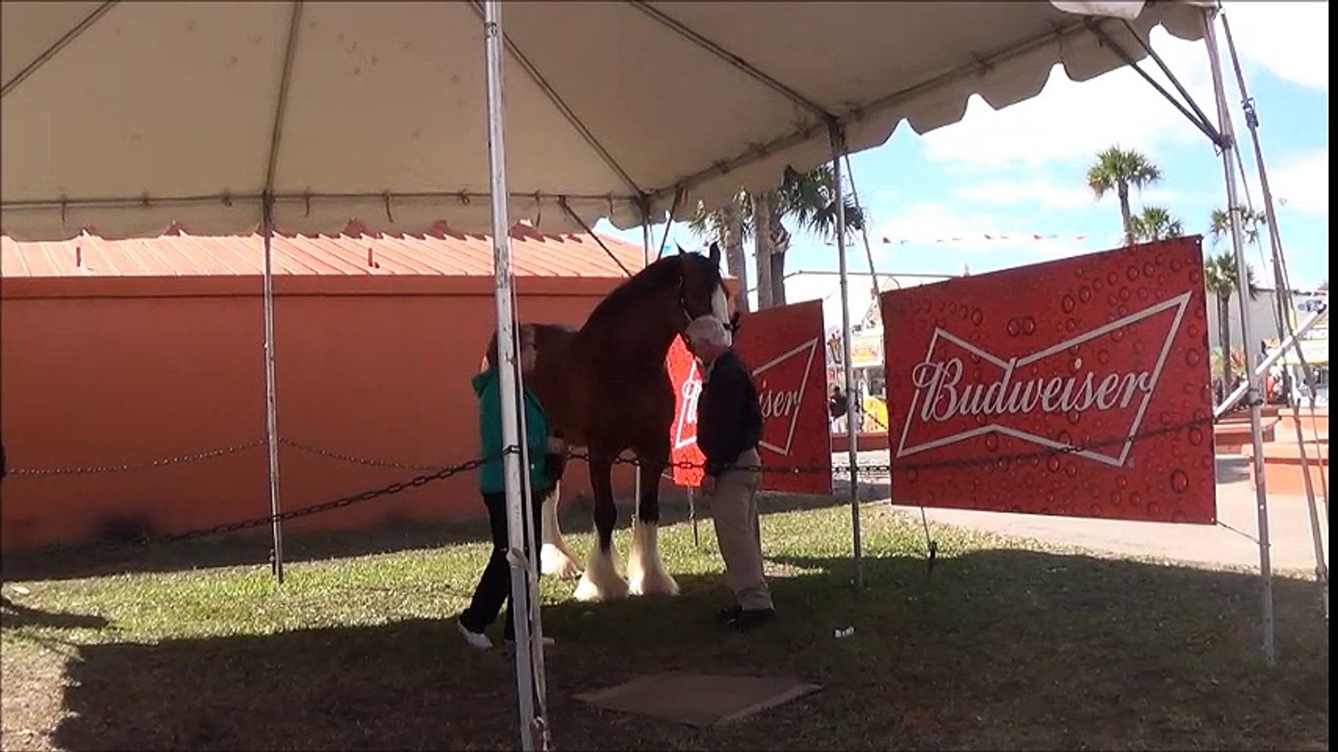 ⁣Budweiser's Famous Clydesdales @ Florida State Fair 2016