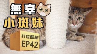 【打包酷貓】EP42 - 無辜小斑妹 (已送養)