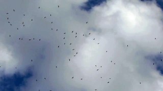 Vol migratoire de Milans dans le ciel de St Jean de Verges (Ariège 09)
