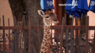Baby giraffe makes her public debut at Houston Zoo