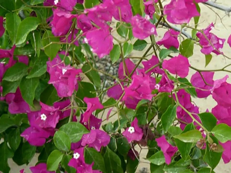 Sample shoot taken using lumix dmc fz35