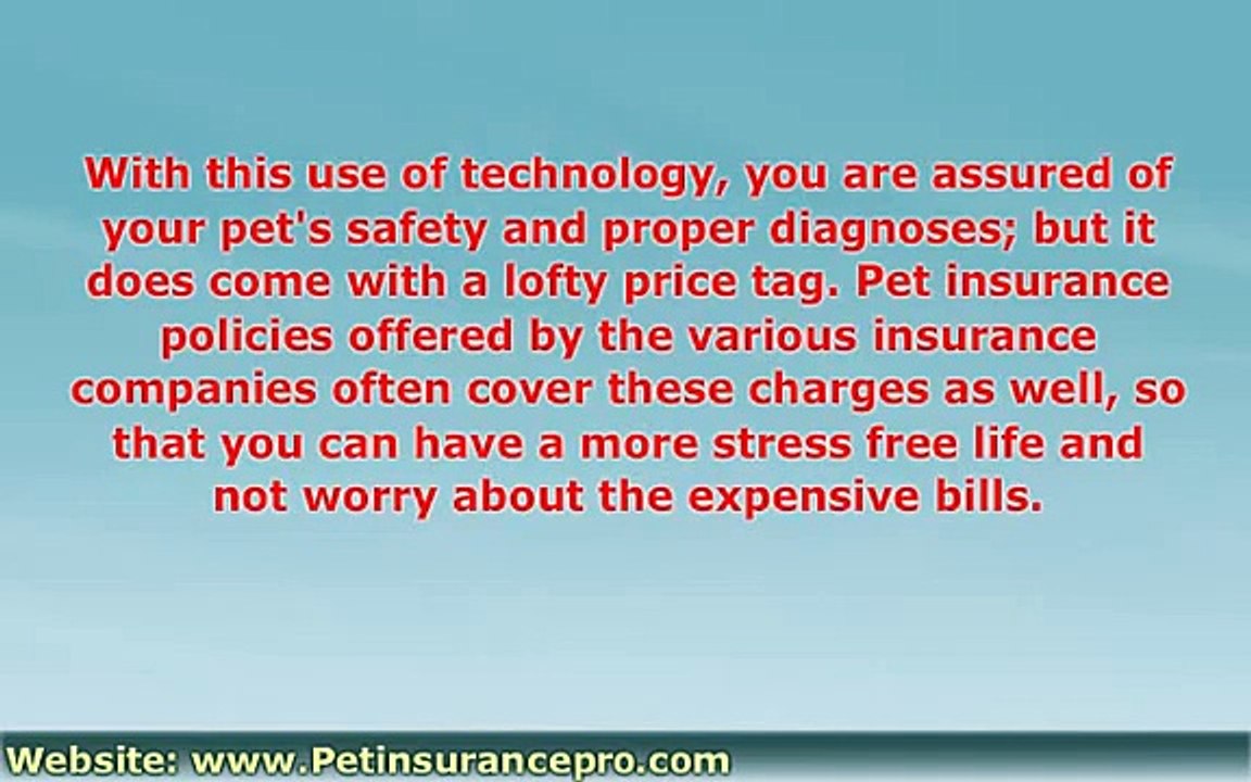 Why Do You Need Pet Insurance?