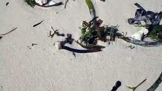 Hermit Crab Alona Beach