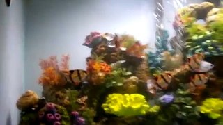 20gal community fresh water fish tank