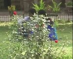 Cute indian couple kiss in park