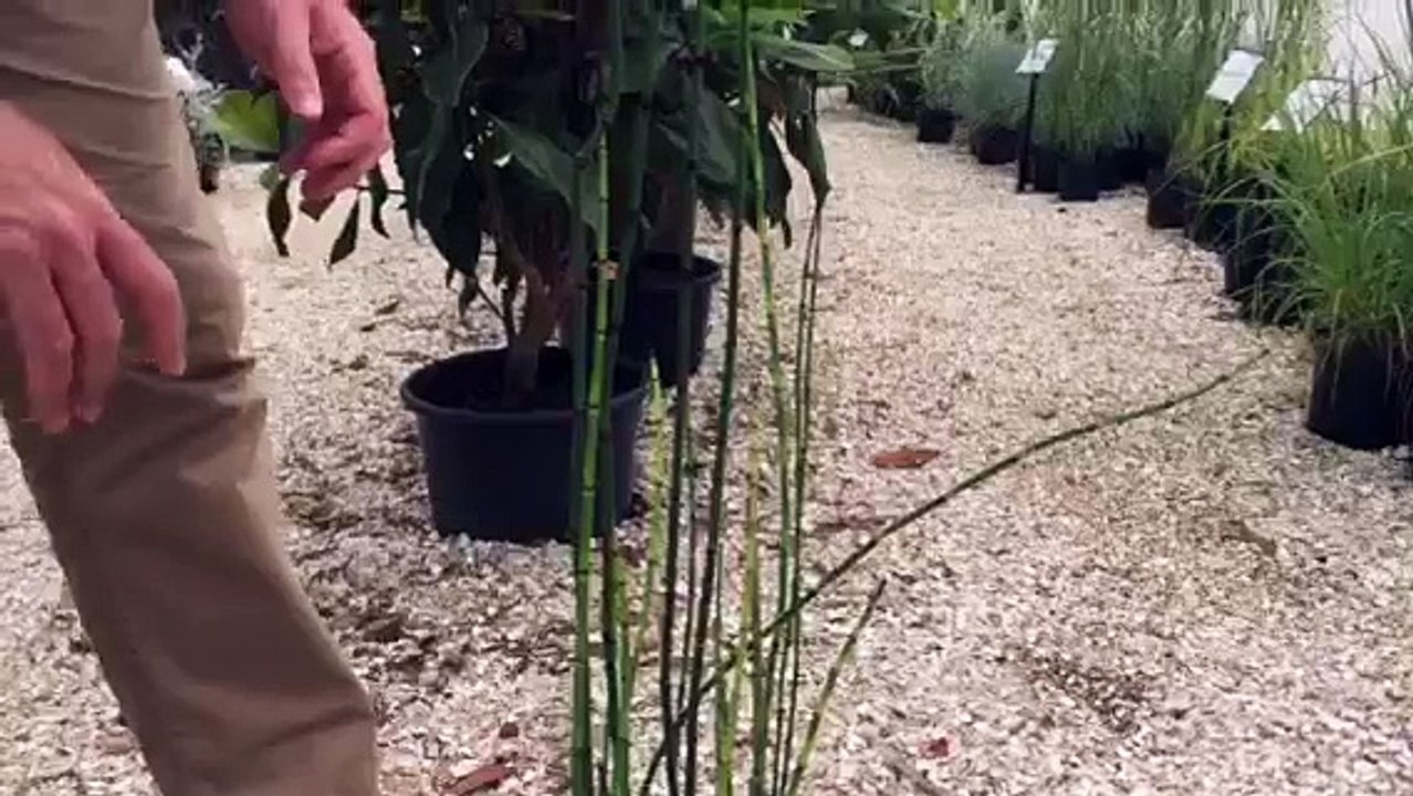 Barred Horsetail – A Decorative Plant With An U...