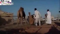 Camels Mating Hard - Must see!! - video