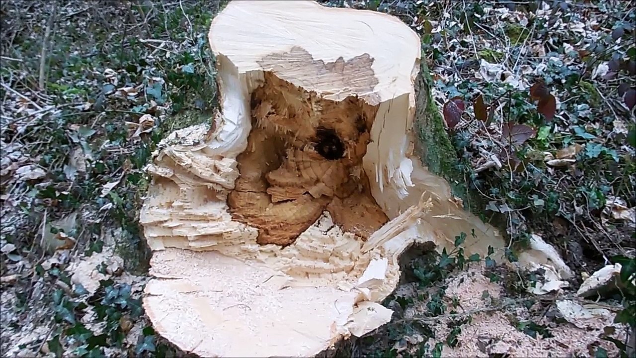 Abatage d un arbre penché