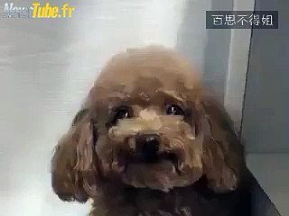 À sourire ! Gentil chien !