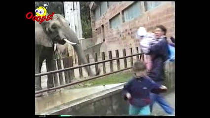 Funny Animals - Funny Animal Attacks Caught On Tape