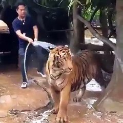 A man giving bath to Tiger (How brave)