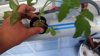 Balkonda Sulu Tarım: Verimli ve Kolay Yöntem