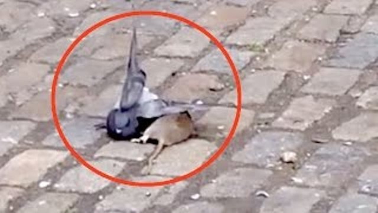 یہ طریقہ چک کریں عقاب پکٹرنے کا.