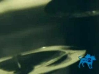 Soulfly clipe Frontlines