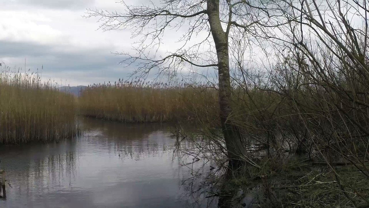Swamp Soundscape and Video