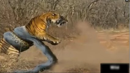 Dangerous Fight Between Sanak And Lion And How The Lion Death must Watch