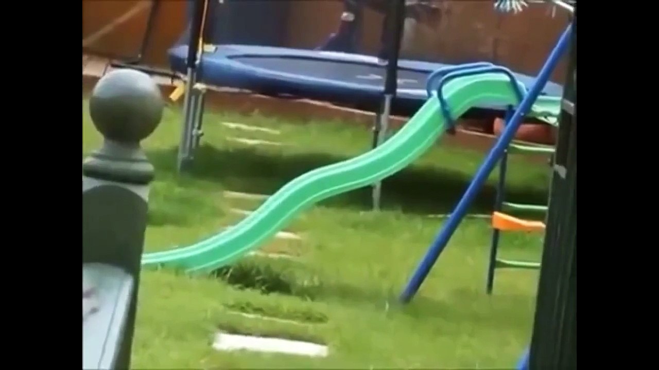 Funny and Cute Dogs Compilation 2016!