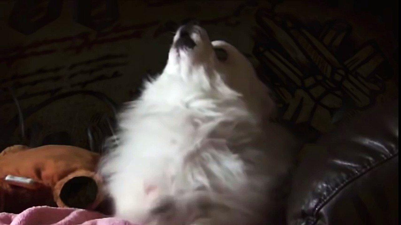 gravity dog (sad)
