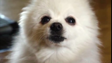 Language - Porter Robinson (Dog Remix)