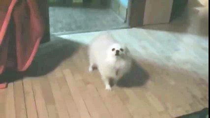 LEADING-BRAND MTT-EXCESSIVE-BARKING-DOG-VID (Death by Pupper)