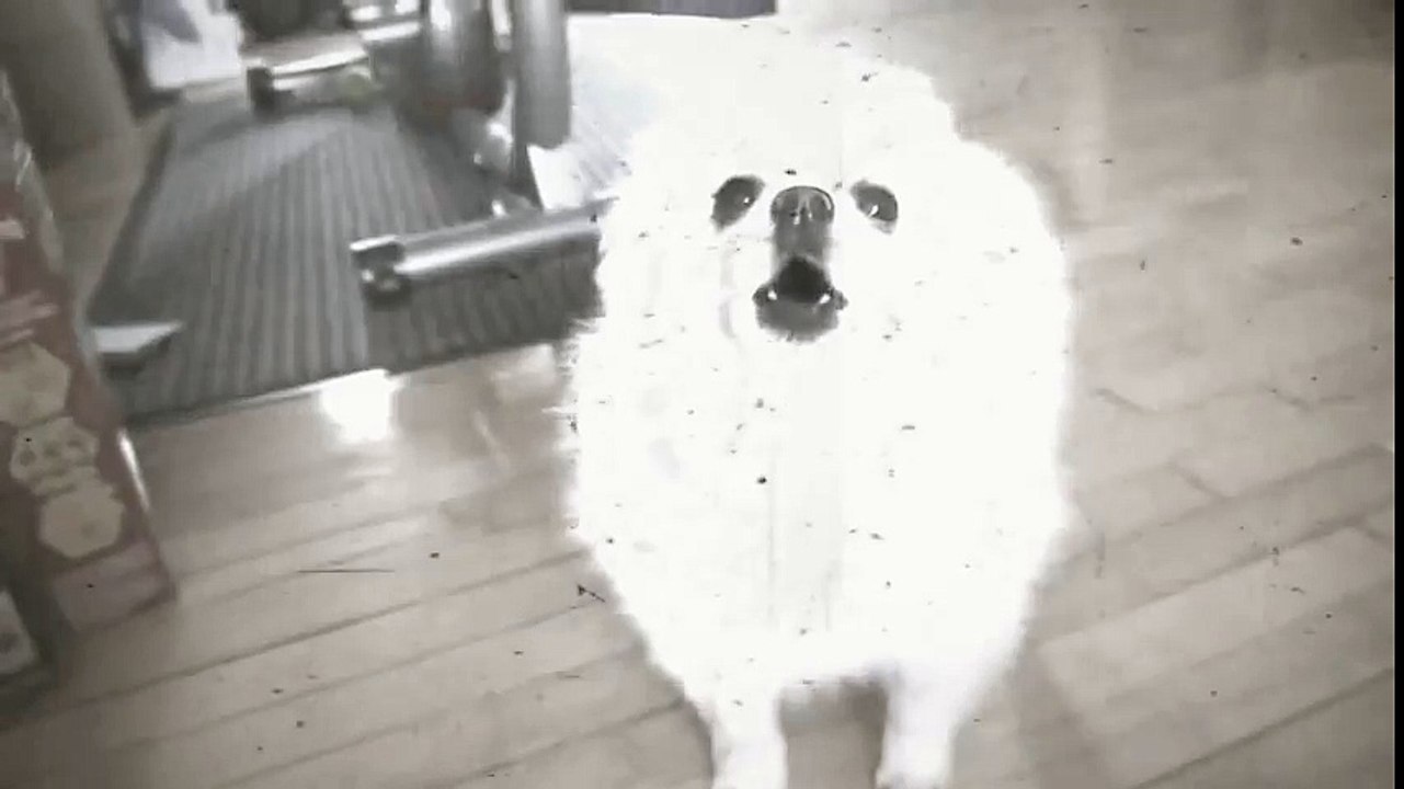 Love Dog