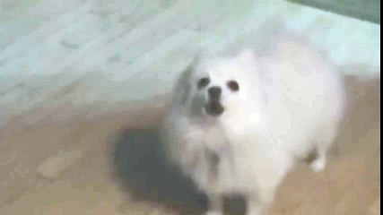 Magical New Dog Source Tour 2009