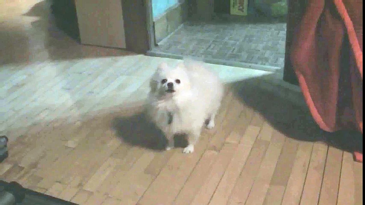 Mega Merdog
