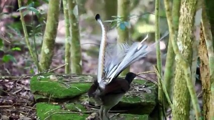 WWW.IZLEVIDEO.NET-Lyrebird Singing