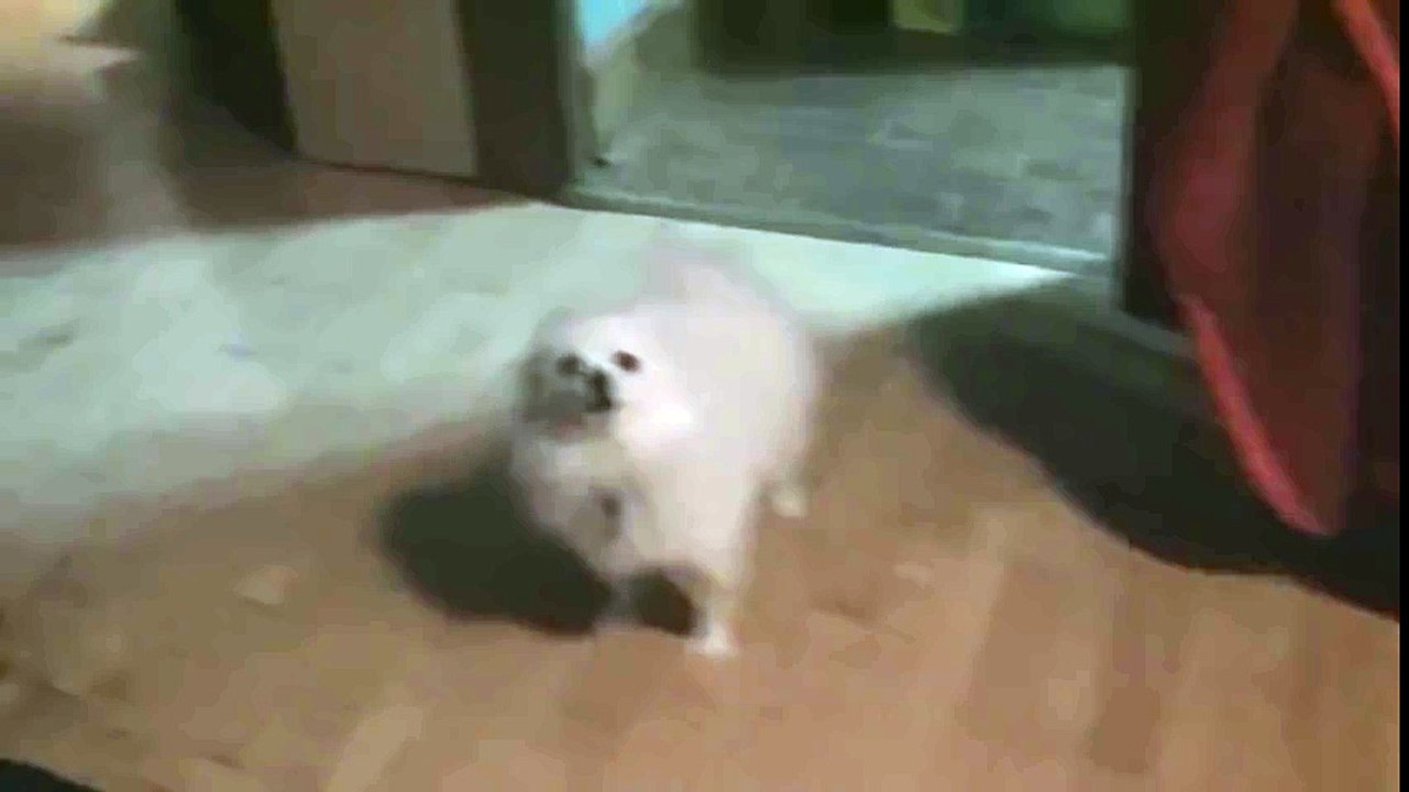 METTADOG (Full version)