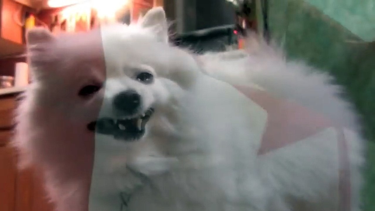 O Canadog