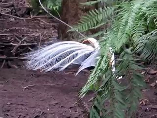 WWW.IZLEVIDEO.NET-Lyrebird's mating dance