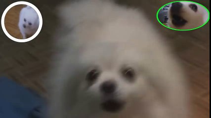 Spidogger Dance [YTPMV]