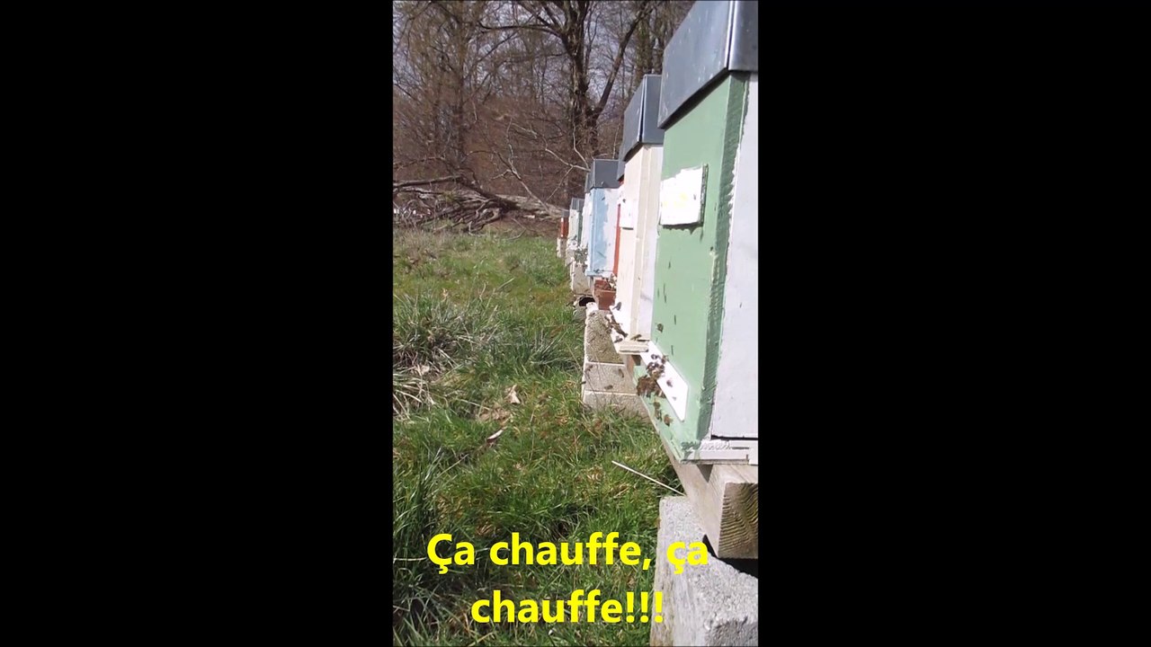 travail en courant alternatif chez les abeilles...