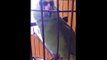 This Family Had No Idea Their Parrot Would Do This When They Brought Their Newborn Baby Home