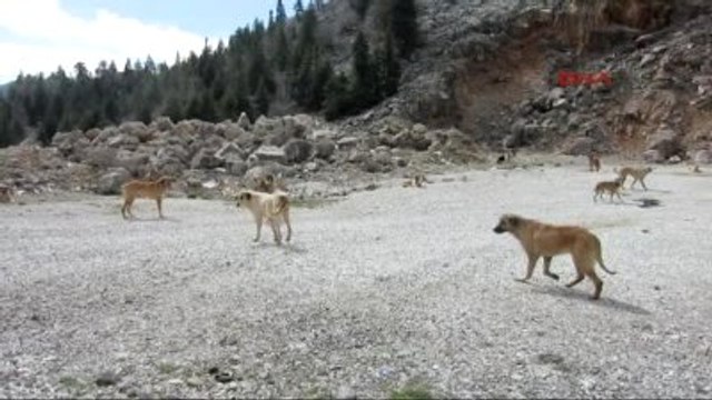 Antalya Akseki Onlarca Köpek Yol Kenarına Bırakıldı