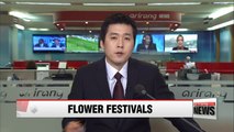 Flower festivals in Korea's southern provinces kick off