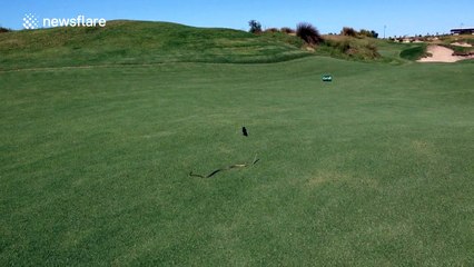 Snake invades golf course, in search of birds