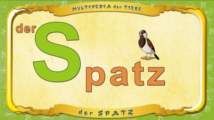 Multipedia der Tiere. Buchstabe S - der Spatz