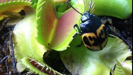 VENUS FLYTRAP JAWS OF DOOM